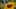 Recolección cinematográfica de néctar de abeja
