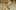 Prompt de Vídeo: Retrato Etéreo Inspirado em Klimt
