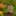 Text-to-video prompt: The First Bloom