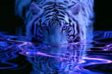 A Fractal Reflections representation of Subject