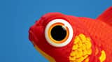 Super macro close-up of goldfish eye with vivid red orange