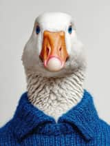 A portrait of a white goose wearing a knit Color sweater
