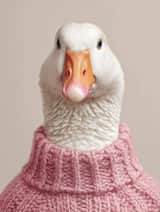 A portrait of a white goose wearing a knit Color sweater