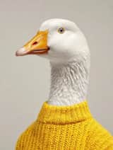 A portrait of a white goose wearing a knit Color sweater