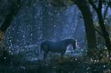 An Enchanted Forest scene with Subject surrounded by Firefly