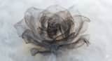 Abstract Subject Emerging from Ink and Water