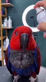 Close-up of a parrot getting a haircut, scene 1