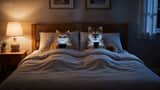 Cozy Nighttime Pet Secret Short Film