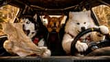 Équipe de rallye automobile des chiens rigolos
