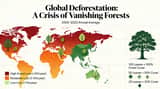 Global Deforestation Data Visualization