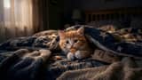 子猫がこっそりおやつを食べるシネマティック動画プロンプト