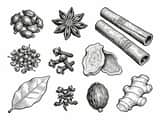 Line Art of Traditional Chinese Seasoning Herbs
