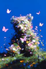 シュールなフラワーベアのマクロ撮影