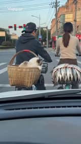Gato Ragdoll tenta roubar peixe em um semáforo