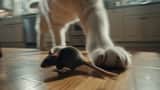 Cinematic First-Person Rat Chase