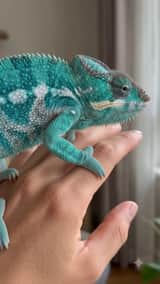 Hyper Realistic Turquoise Panther Chameleon