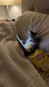 Storyboard d'un chaton faisant défiler son écran
