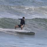 Surfista e golfinhos em uma onda tubular