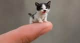 Video di un gattino in miniatura grande quanto una bustina