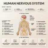 Ultra-Clean Anatomy Infographic Prompt