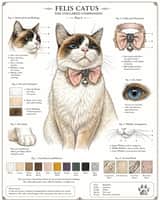 Vintage Cat Natural History Plate