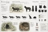 Vintage Creature Concept Art Sheet