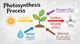 Whiteboard Photosynthesis Explanation