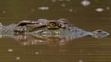 Documental de vida silvestre: Reptiles 4K