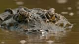 Documental de vida silvestre: Reptiles 4K