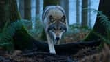 Wildlife Predator-Prey Chase
