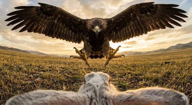 Foto cinematografica grandangolare di un coniglio e un'aquila