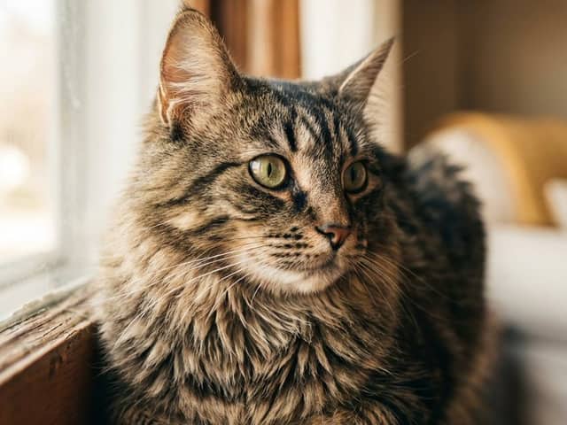 Realistic Photo of a Cat