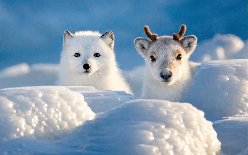 Max and a Caribou Friend
